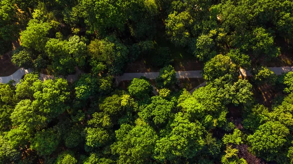 Camino público en el parque en verano, vista aérea del dron — Foto de Stock