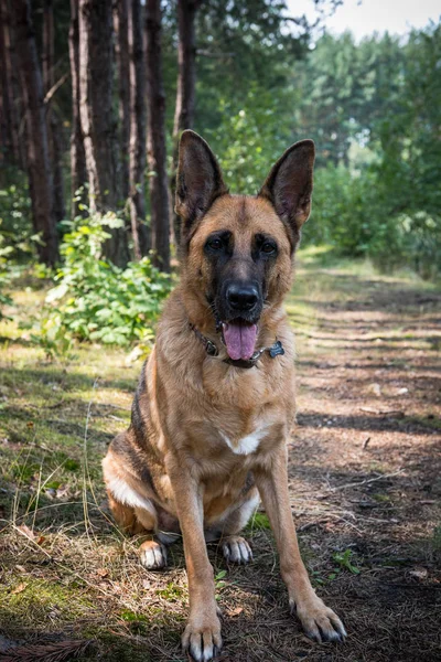 Duitse herdershond zittend op Forest Road — Stockfoto