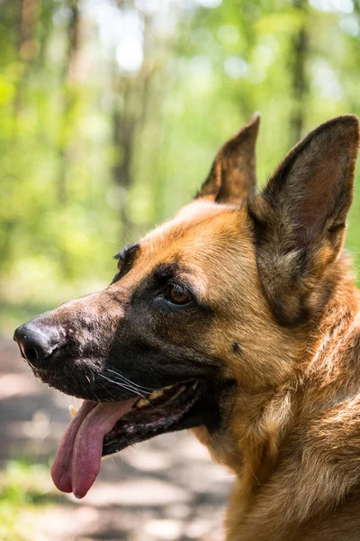 Adult German Shepherd Dog Face Portrait, Close Up, Outdoor Scene — Stock Photo, Image