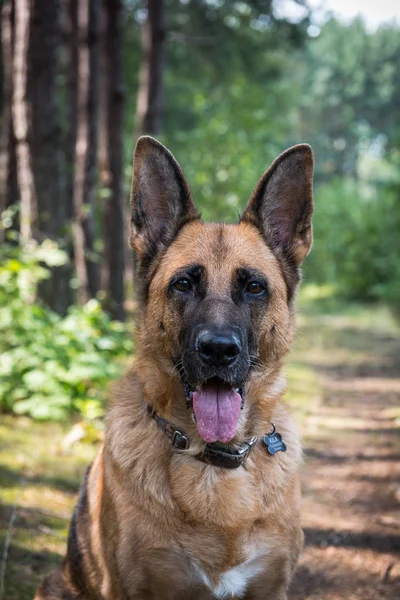 大人のドイツの羊飼い犬の顔の肖像画,クローズアップ,屋外シーン — ストック写真