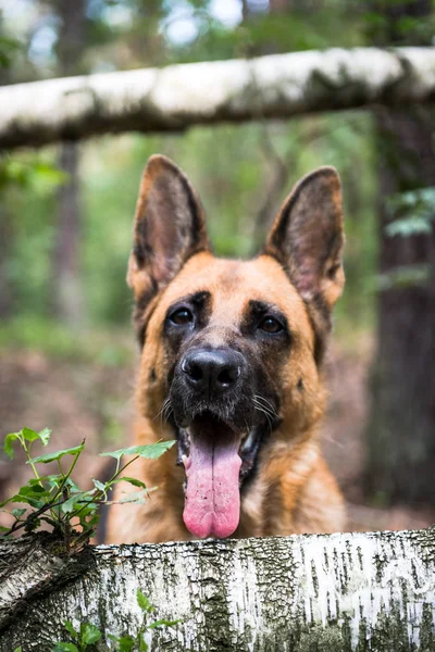 Retrato de cara de perro pastor alemán adulto, De cerca, Escena al aire libre — Foto de Stock