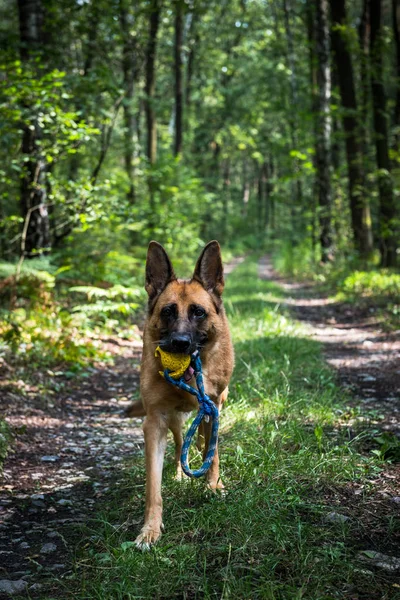 Ενήλικος Γερμανός ποιμένας ενεργός σκύλος, ασκήσεις στο δάσος, helthy Li — Φωτογραφία Αρχείου