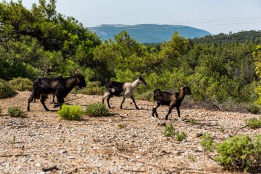 Kırsal Manzara Mutlu Keçiler, Rodos, Yunanistan