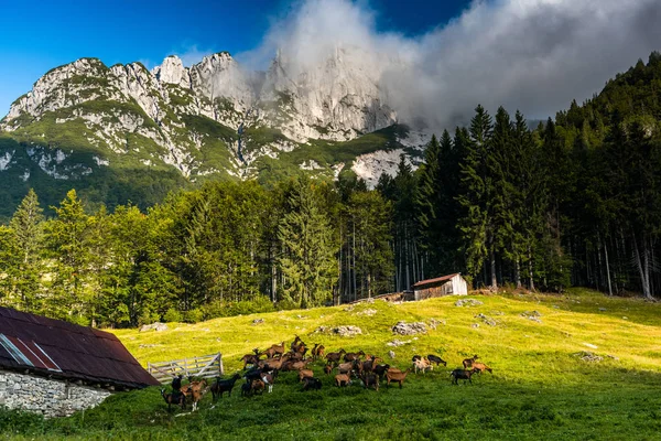 Pastos Tradicionales de Cabra en las Altas Montañas Alpinas, Eslovenia — Foto de Stock
