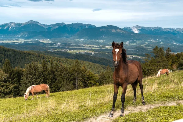 Caballo marrón joven en la colina en las montañas — Foto de Stock