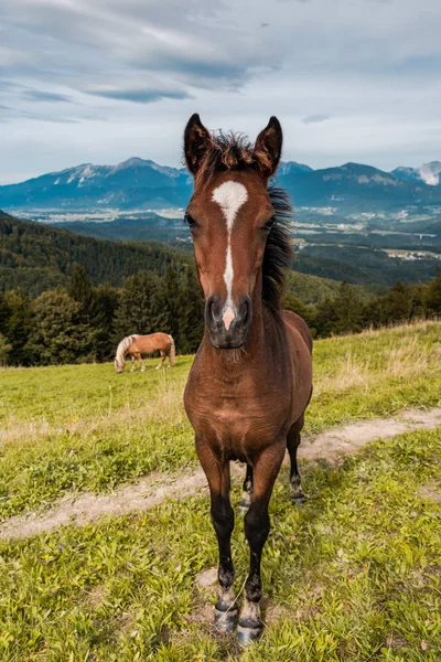 Young Brown Horse on Hill in Mountains — Stock Photo, Image