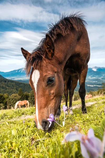 Kůň pasoucí se na zelené pastvině a divokých květinách. Zavřít Portra — Stock fotografie