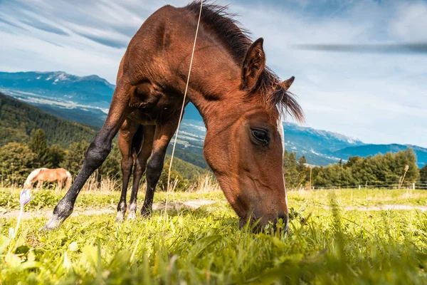 Brown Horse Grazing on Green Pasture Meadow, Close Up Portrait — Stock Photo, Image