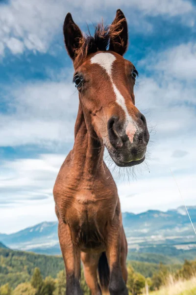 Funny Face Horse Head Portrait. Jedinečná perspektiva — Stock fotografie