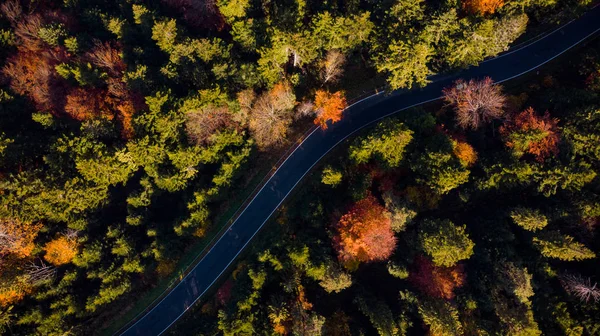 秋のシーズンに森を抜ける道。トップ・ダウン・ドローンカラフルフォリ — ストック写真