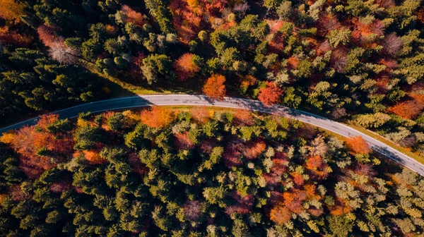 Curvy Winding Road στο δάσος το φθινόπωρο. Ζωηρά χρώματα. Εναέρια Dro — Φωτογραφία Αρχείου