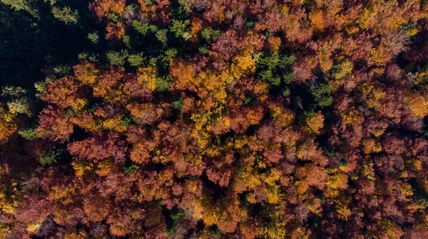 Verkümmertes Herbstlaub zur Herbstzeit über Wäldern. Antenne oben — Stockfoto