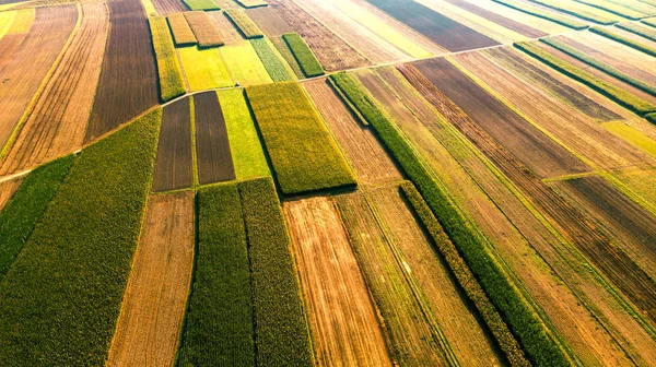 Champs agricoles colorés avec culture. Motifs abstraits. Drone aérien — Photo