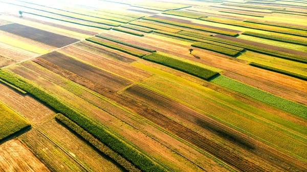 Arbre solitaire sur les champs agricoles. Paysage rural . — Photo