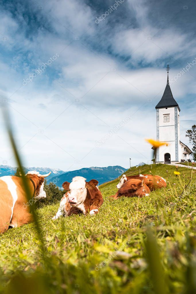 Cows Grazing at Picturesque  Church Of St Primoz in Kamnik,Jamni