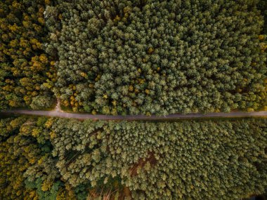 Yukarıdan Sonbahar Woodland Drone Görünümü.