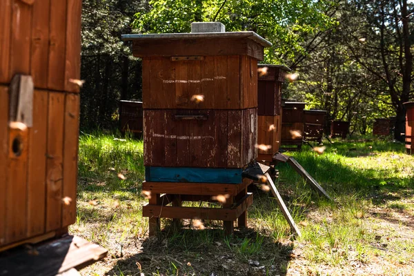 Wooden Bee Hives Old Orchard Beekeeping Organic Honey — Stock Photo, Image