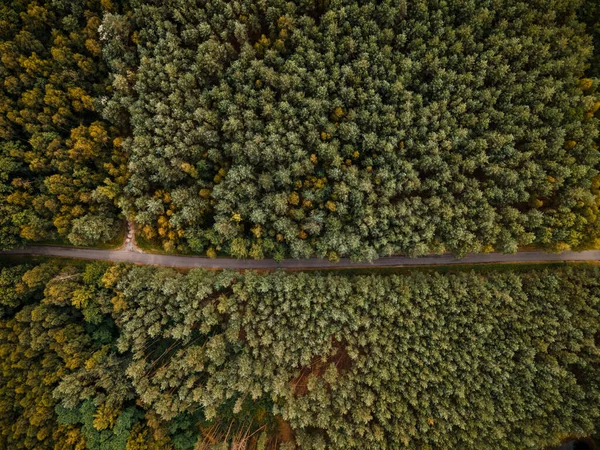 Autumnal Woodland Drone View — Stock Photo, Image