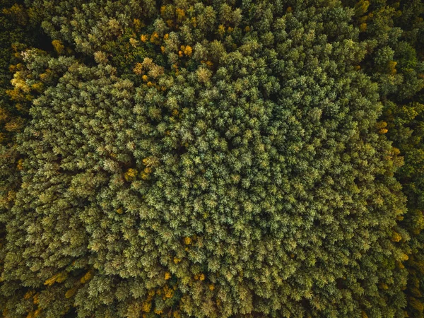 Buntes Laub Herbstlichen Wald Drone Ansicht Von Oben Nach Unten — Stockfoto