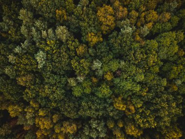 Güz Ormanı 'nda ladin ve çam ağaçları. Yukarıdan Aşağı Drone Görünümü.