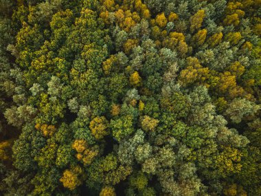Güz Ormanı 'nda ladin ve çam ağaçları. Yukarıdan Aşağı Drone Görünümü.