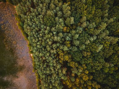 Lake Edge Ormanı 'nda renkli bir sonbahar sezonu. Yukarıdan Aşağı Drone Görünümü.
