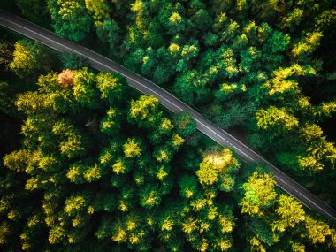 Asfalt Yolu ya da Yol Çukuru Ormanı. Yukarıdan Aşağı Drone Görünümü.