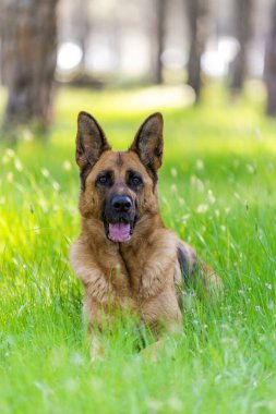 Yetişkin Alman Çoban Köpeği Çimenler Üzerinde Uzanıyor. Safkan Köpek Portresi.