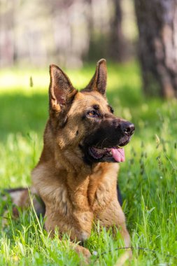 Alman Çoban Köpeği Portresi. Çimlerin üzerinde yatıyordu. Baş, Gözler, Kulaklar, Dil Ayrıntıları.