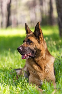 Alman Çoban Köpeği Portresi. Çimlerin üzerinde yatıyordu. Baş, Gözler, Kulaklar, Dil Ayrıntıları.