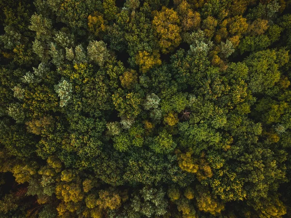 Fichten Und Kiefern Herbstwald Drone Ansicht Von Oben Nach Unten — Stockfoto