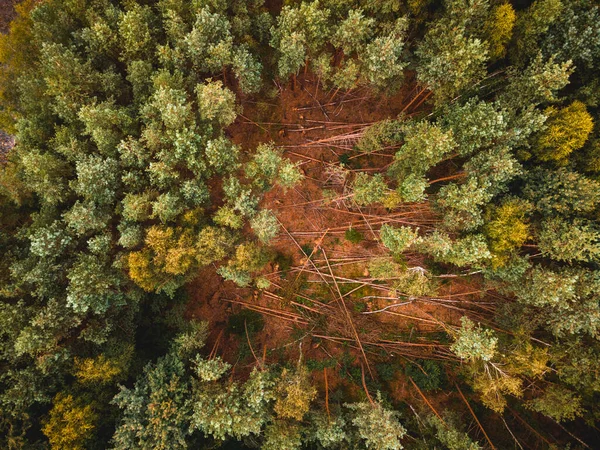 Árboles Caídos Bosque Pinos Arriba Hacia Abajo Drone View —  Fotos de Stock