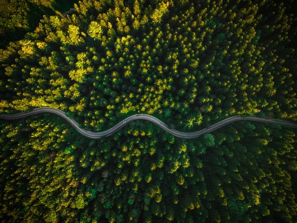 Winding Curvy Road Trough Forest Aerial Drone Top View Paisaje — Foto de Stock
