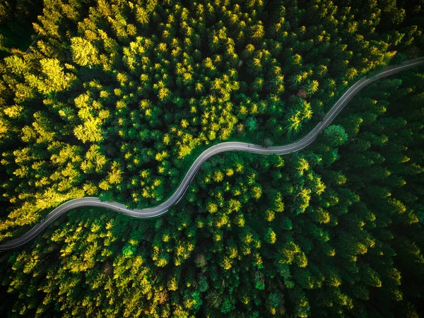 Summer Pine Forest ve Viraj Yolu. Yukarıdan Aşağıya Kuş Gözü Görünümü.