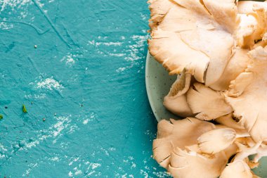 Renkli Arkaplanda İstiridye Mantarı.