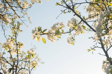 bahar çiçekleri ile kopya alanı
