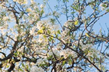 Çiçekler arka plan bahar zamanla