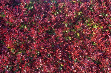 Kırmızı ve yeşil kenar