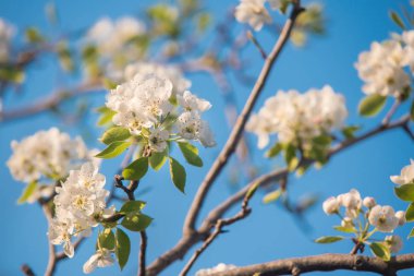 Seçici odak ile kiraz Şubesi çiçeklenme  