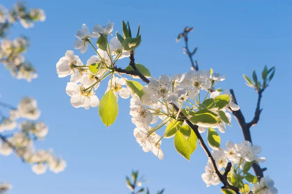 Lentebloemen Natuurlijke Blauwe Hemel — Stockfoto