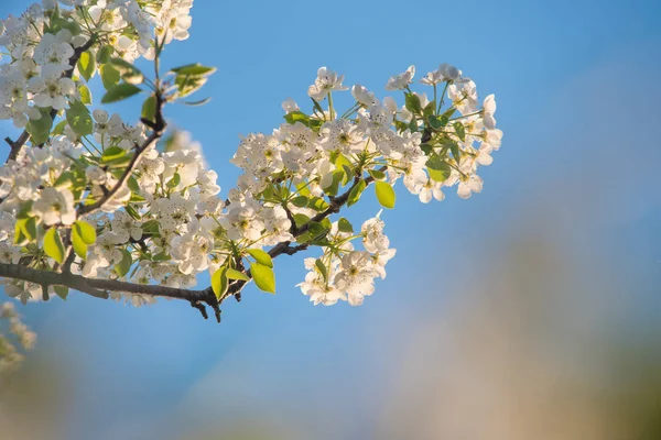 Baumblüten Selektiver Fokus — Stockfoto