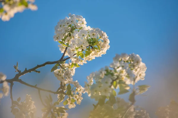 Branche Fleurs Printanières Foyer Sélectif — Photo