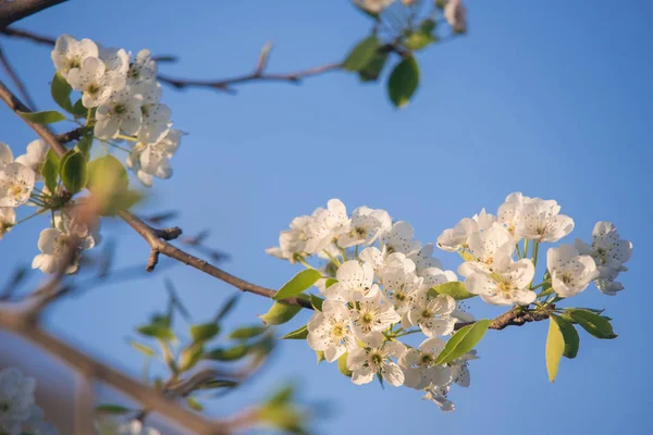 最初の春の花の選択と集中 — ストック写真