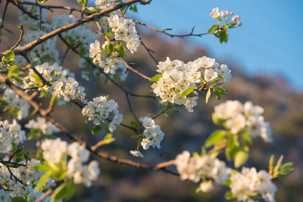 Vårens Blommor Med Hill Och Blå Himmel Bakgrunden — Stockfoto