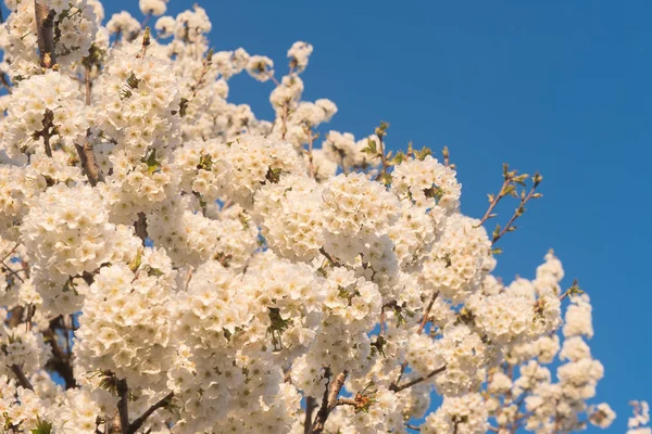 Bahar Çiçekleri Günbatımı Işığı — Stok fotoğraf