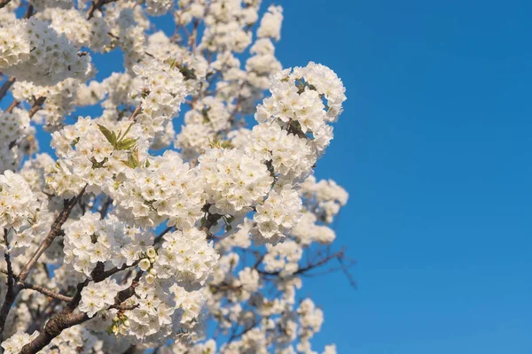 Flores Primavera Con Cielo Azul Espacio Para Copiar — Foto de Stock