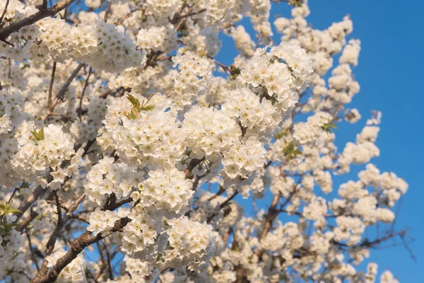 Wiosenne Kwiaty Błękitnym Niebie — Zdjęcie stockowe
