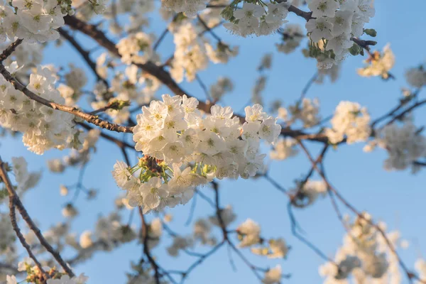 Rama Flores Primavera Luz Del Atardecer — Foto de Stock