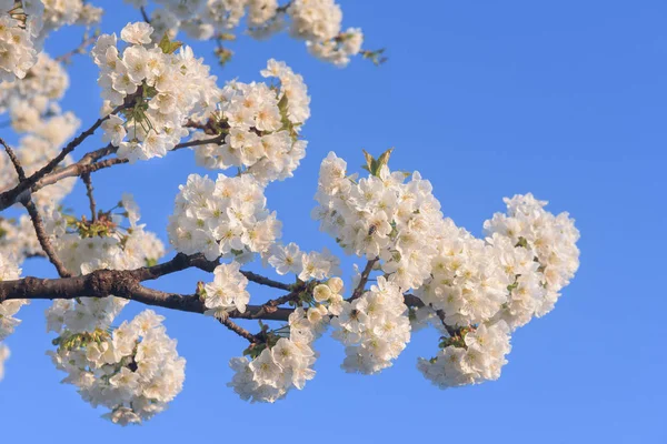 春天树分支在蓝天 — 图库照片