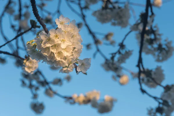 落日灯下的樱桃花 — 图库照片